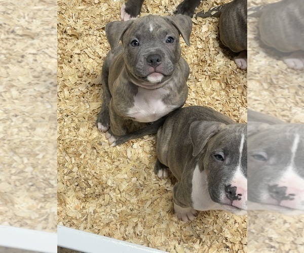 Medium Photo #11 American Bully Puppy For Sale in NAUGATUCK, CT, USA