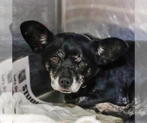Chihuahua-Unknown Mix Dogs for adoption in San Antonio, TX, USA