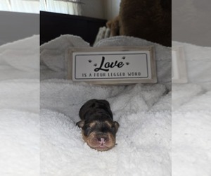 Cockapoo (Miniature) Puppy for sale in LITTLE VALLEY, NY, USA