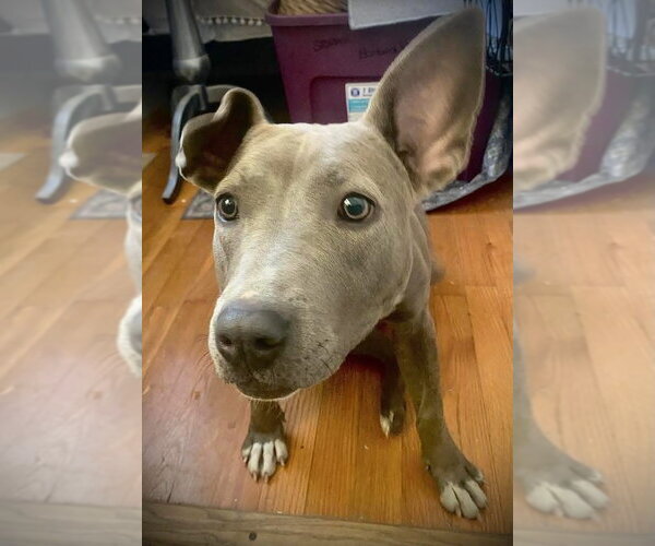 Medium Photo #5 American Pit Bull Terrier-Unknown Mix Puppy For Sale in Holly Springs, NC, USA