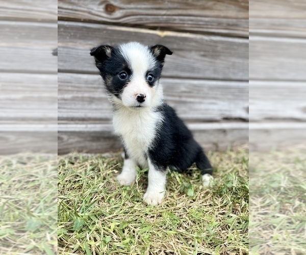 Medium Photo #2 Miniature Australian Shepherd Puppy For Sale in ORLANDO, FL, USA