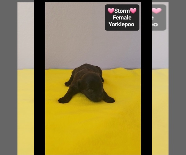 Medium Photo #2 Yorkipoo Puppy For Sale in TUCSON, AZ, USA