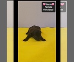 Storm - Female Yorkipoo Puppy for Sale - Photo #2