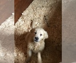 Small Photo #2 Golden Retriever Puppy For Sale in EASTON, MA, USA