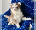 Puppy 5 Pomsky