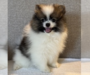 Pomeranian Litter for sale in HAYWARD, CA, USA
