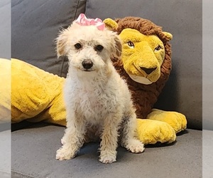 Medium Maltipoo (Miniature)-Poodle (Miniature) Mix