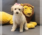 Puppy 1 Maltipoo (Miniature)-Poodle (Miniature) Mix