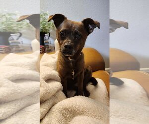 Chihuahua-Unknown Mix Dogs for adoption in Chico, CA, USA