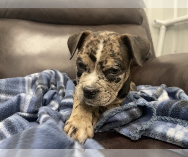 Medium Photo #78 American Bully Puppy For Sale in REESEVILLE, WI, USA