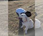 Small Photo #6 Golden Retriever Puppy For Sale in COPPERAS COVE, TX, USA