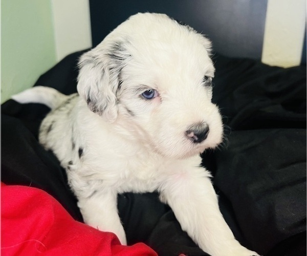 Medium Photo #4 Sheepadoodle Puppy For Sale in HUNTINGTON BEACH, CA, USA