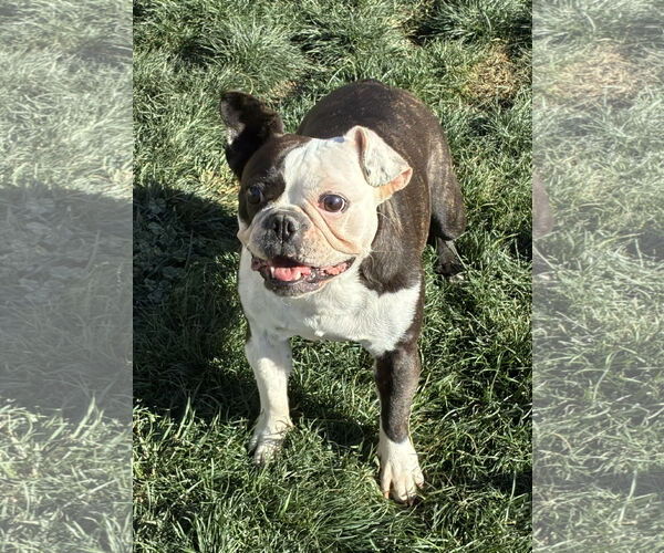 Medium Photo #3 Boston Terrier Puppy For Sale in Hesperia, CA, USA