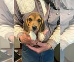 Image preview for Ad Listing. Nickname: Beagle Puppy