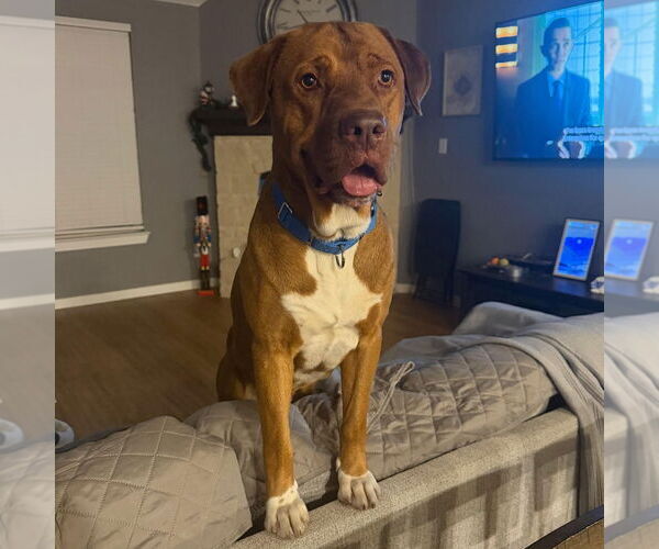 Medium Photo #3 Mutt Puppy For Sale in Canton, CT, USA