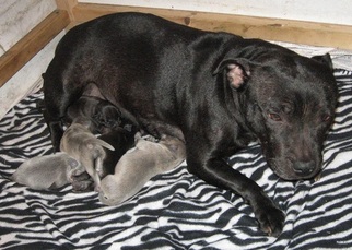 Mother of the Staffordshire Bull Terrier puppies born on 09/19/2016