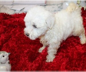 Havanese Puppy for sale in THAYER, KS, USA