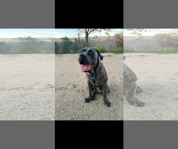 Medium Photo #2 Mutt Puppy For Sale in Goodyear, AZ, USA