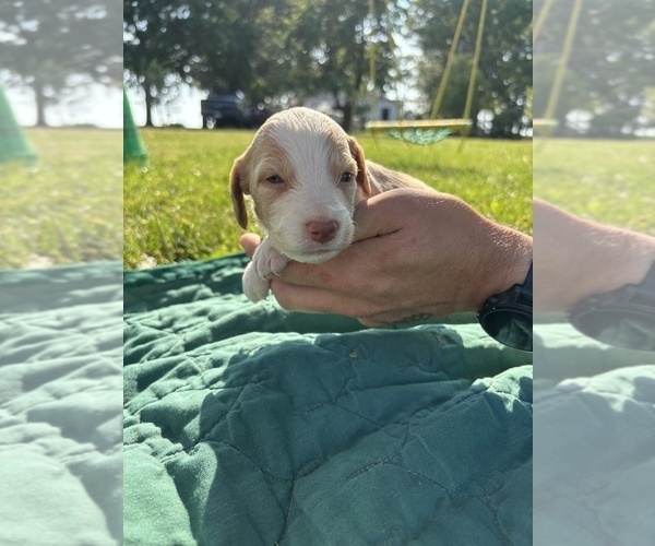 Medium Photo #1 Brittany Puppy For Sale in FISHER, IL, USA