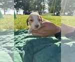Puppy Puppy 2 Brittany