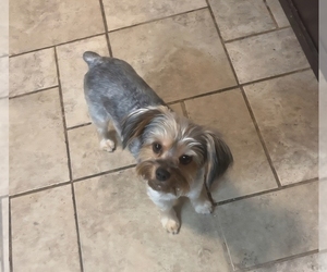 Mother of the Yorkshire Terrier puppies born on 04/18/2026