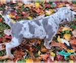 Small #2 Catahoula Leopard Dog