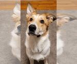 Small Photo #3 Carolina Dog-Unknown Mix Puppy For Sale in Calhoun, GA, USA