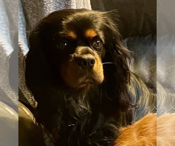 Medium Photo #1 Cavalier King Charles Spaniel Puppy For Sale in ORO VALLEY, AZ, USA