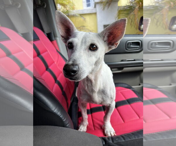 Medium Photo #1 Mutt Puppy For Sale in Chandler, AZ, USA