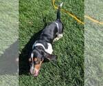 Small #29 Basset Hound