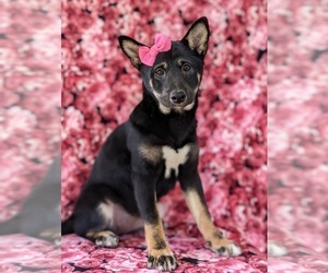 Shiba Inu Puppy for sale in KIRKWOOD, PA, USA