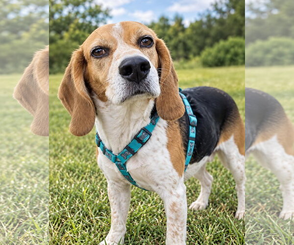 Medium Photo #2 Beagle Puppy For Sale in Dunnellon, FL, USA