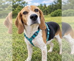 Small Photo #2 Beagle Puppy For Sale in Dunnellon, FL, USA