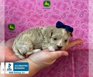 Maltipoo Puppy for sale in WINNSBORO, LA, USA