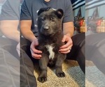 Small #3 German Shepherd Dog