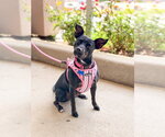 Small Photo #32 Mutt Puppy For Sale in Mundelein, IL, USA