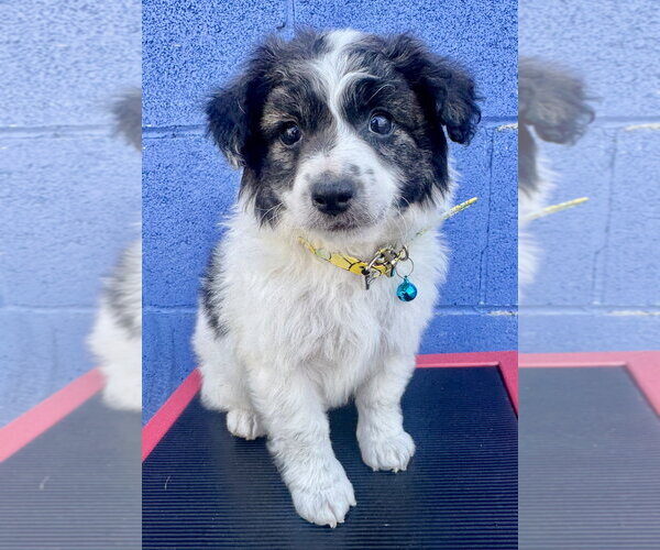 Medium Photo #1 Mutt Puppy For Sale in Marina Del Rey, CA, USA