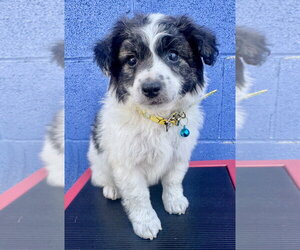 Mutt Dogs for adoption in Marina Del Rey, CA, USA