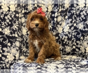 Cavapoo Puppy for sale in LAKELAND, FL, USA