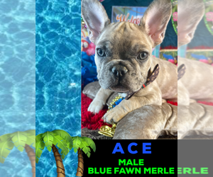 French Bulldog Puppy for sale in HEATHROW, FL, USA