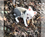 Small Photo #4 Boston Terrier Puppy For Sale in NEWBURY, MA, USA