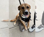 Small Labrador Retriever-Mountain Cur Mix