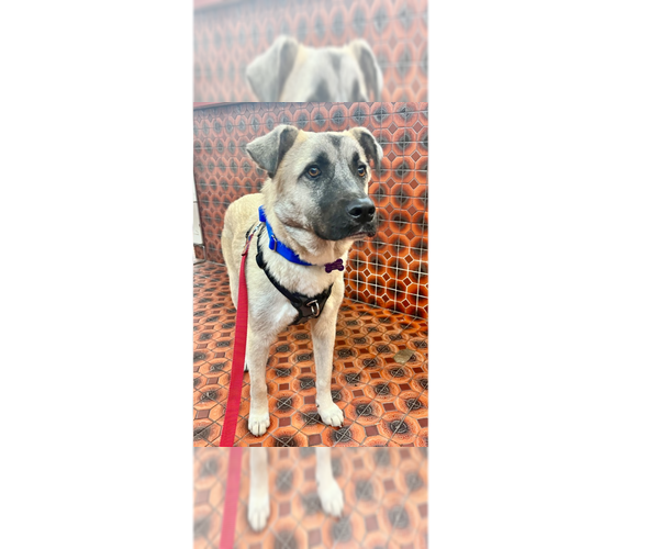 Medium Photo #5 Anatolian Shepherd-Unknown Mix Puppy For Sale in Greenbelt, MD, USA