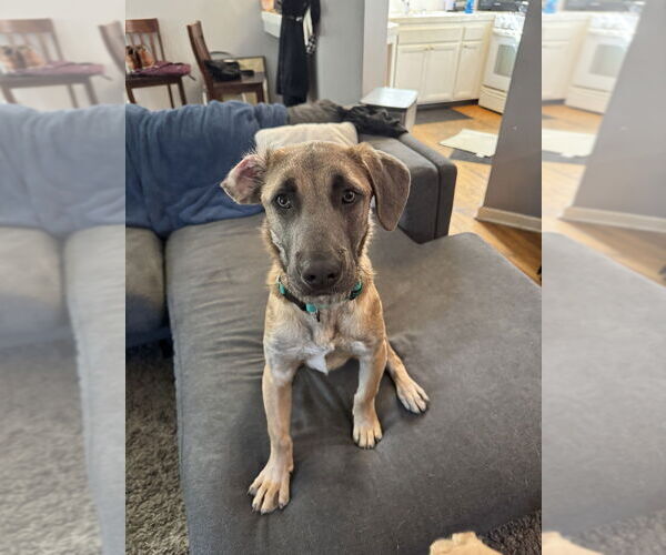 Medium Photo #1 Labmaraner Puppy For Sale in Dana Point, CA, USA