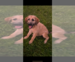 Small Photo #6 Shepadoodle Puppy For Sale in WHEELERSBURG, OH, USA