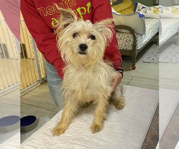 Medium Photo #1 Maltese-Unknown Mix Puppy For Sale in Benton, LA, USA