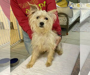 Maltese-Unknown Mix Dogs for adoption in Benton, LA, USA