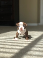Boston Terrier Puppy for sale in DISCOVERY BAY, CA, USA