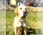 Small Labrador Retriever Mix