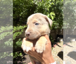 Small #2 Mutt